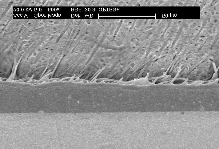 75 A análise da interface adesiva formada pela interação dos adesivos com a dentina também foi executada sob Microscopia Eletrônica de Varredura.