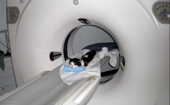 34 Figura 1 Imagem de gato sob anestesia geral posicionado em