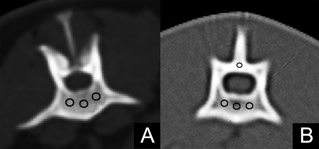 35 Figura 3 Imagens do corpo vertebral da segunda vértebra lombar de cão (imagem à esquerda) e de gato (imagem à direita) obtidas por exame de tomografia