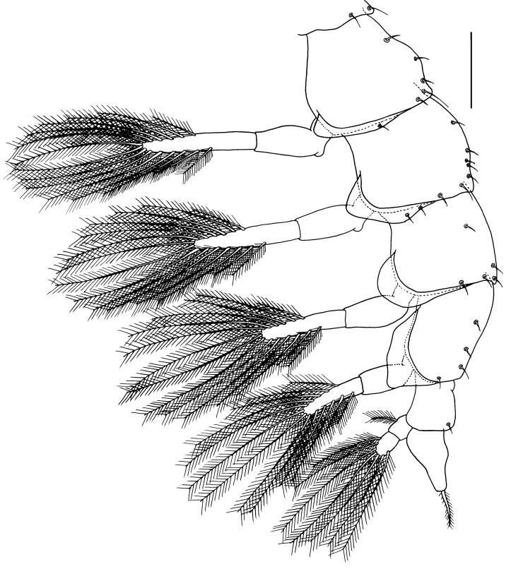 D The complete larval development of Panopeus. Souza et al. 33 A B C D F E G H Fig. 7. Panopeus lacustris.