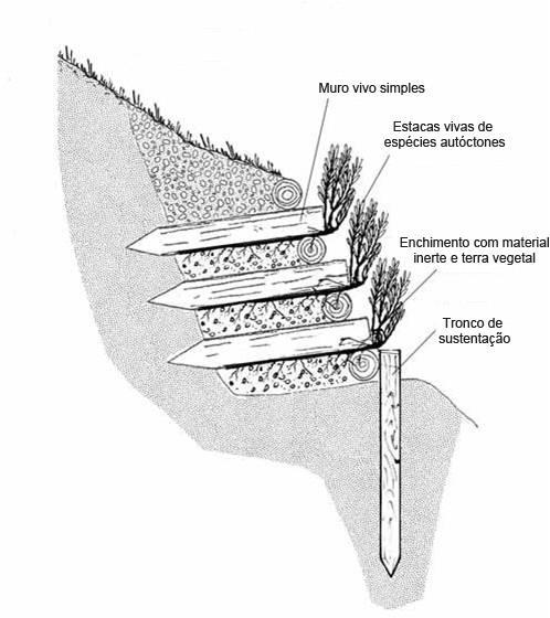 a partir da escavação; nos interstícios entre os postes horizontais devem ser plantadas estacas de espécies lenhosas como o salgueiro ou outras