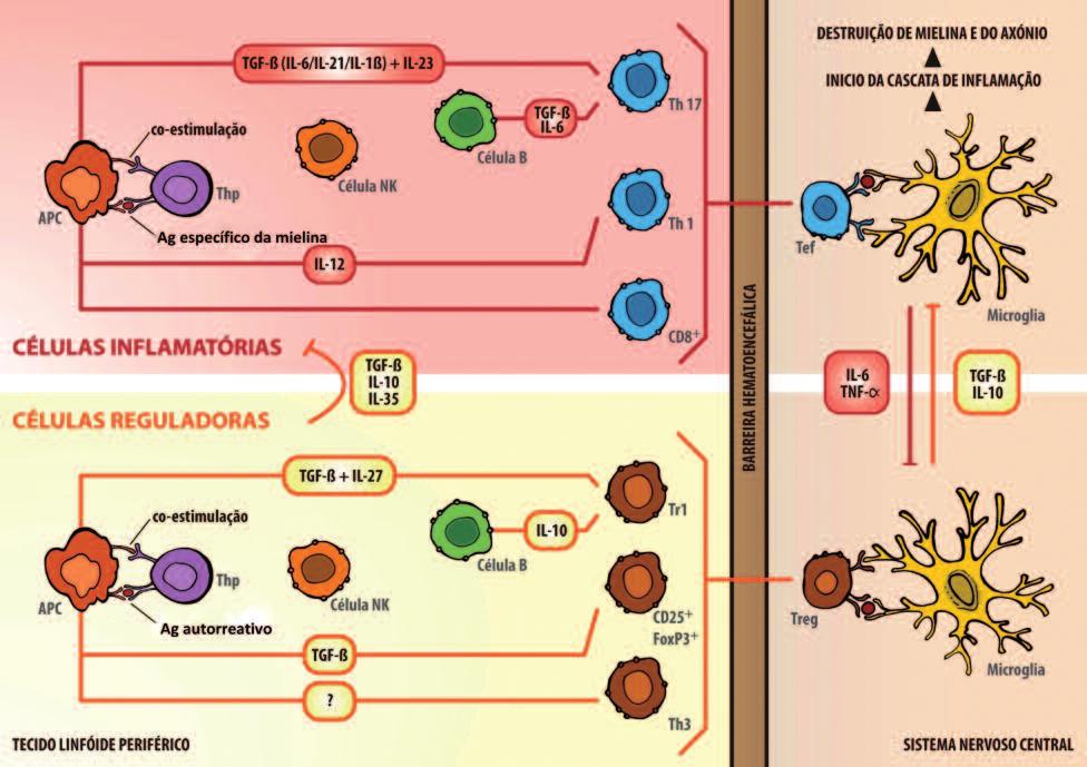 sistema imune inato (representado pelos monócitos, células periféricas dendríticas, astrócitos e células da microglia) participa de forma importante na imunopatogénese da EM 27 (Figuras 1 e 2).