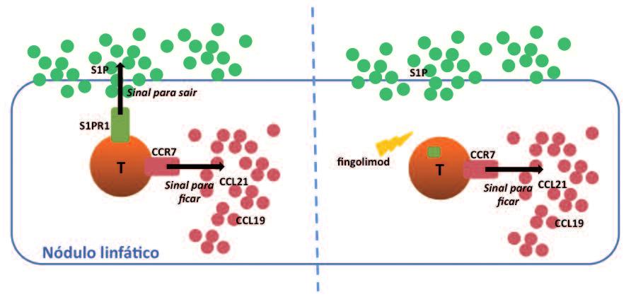 Regulação da neuroinflamação através do Figura 1. A decisão da célula T entre permanecer ou sair do NL depende de um balanço de sinais.