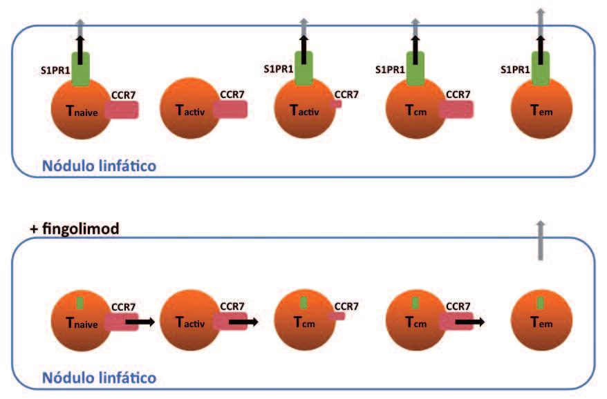 Figura 2. Diferentes tipos de células T são afetados de modo distinto por fingolimod.