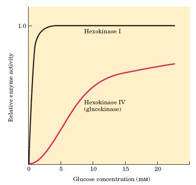 exoquinases exoquinases I, II e III (músculos) têm alta afinidade a glicose e são inibidas por seu produto,