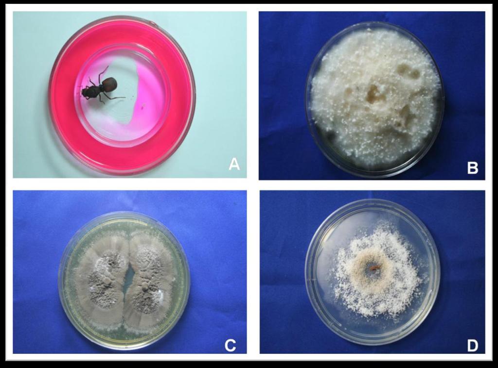 3. RESULTADOS E DISCUSSÃO No presente trabalho, assim como nos trabalhos anteriores (CURRIE et al. 1999; PAGNOCCA et al., 2008), não se verificou a presença do fungo parasita Escovopsis spp. (Fig.