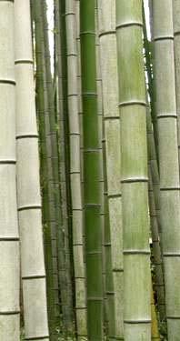 Bambu altamente renovável flexibilidade e leveza reflorestamento e seqüestro de carbono geração de renda utilização