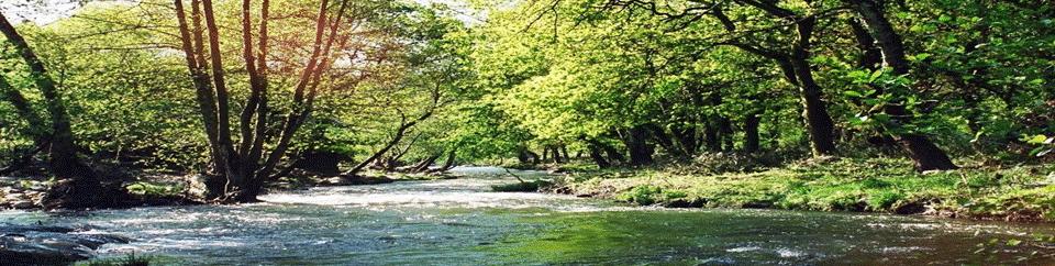 Afluente do Rio Leça