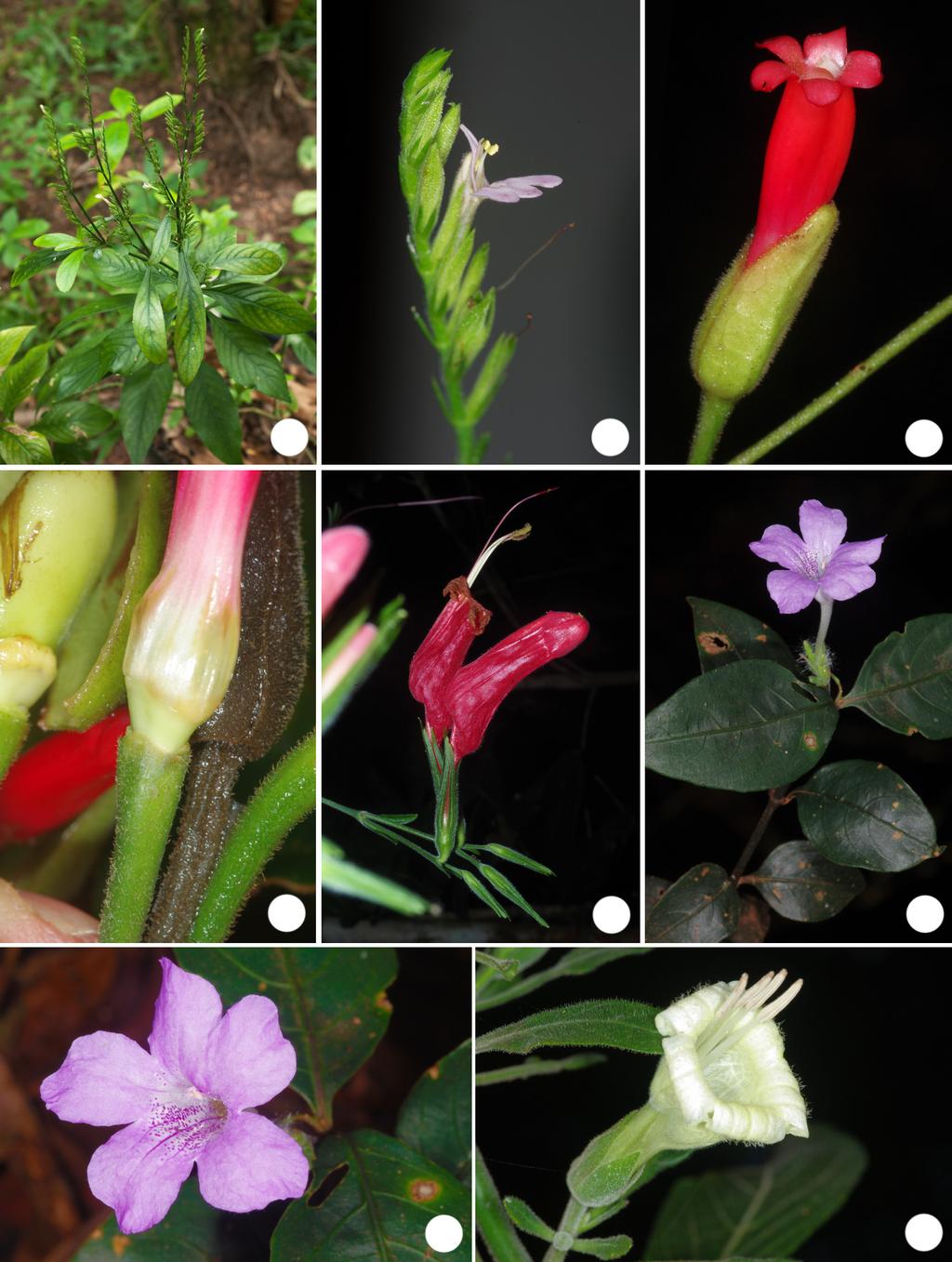 Acanthaceae de Carajás 901 a b c d e f Figura 6 a-b. Justicia sp. 5 a. hábito; b. inflorescência com detalhe da corola. c-d. Mendoncia aspera c. flor; d. cálice. e. Ruellia inflata inflorescência.