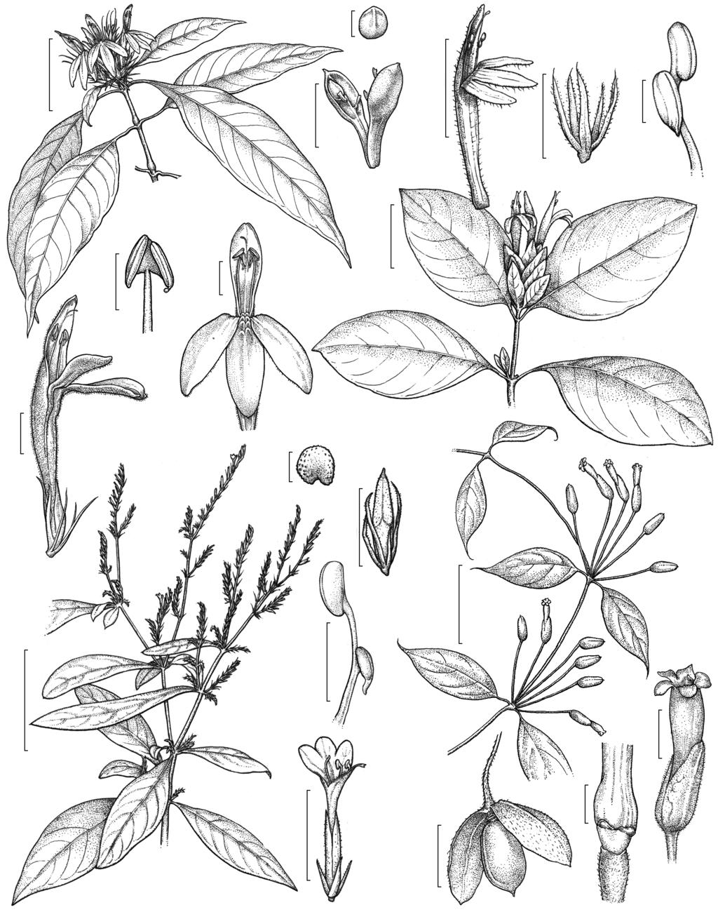 Acanthaceae de Carajás a f 6 cm 3 mm 895 e h j 4 mm 3 cm i d g 1 mm c o b 5 cm 1 mm 5 cm n m q k p l s r Figura 3 a-f. Justicia sp. 3 a. ramo florido; b. flor; c.