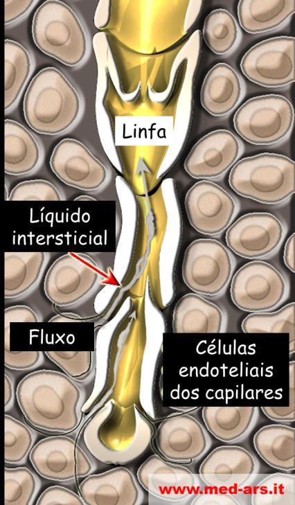 Capilares linfáticos: Recolhem a linfa no espaço intersticial Vasos linfáticos: Transportam a linfa Órgãos Linfáticos: Linfonodos, Tonsilas, Baço e Timo LINFA Líquido que circula pelos vasos