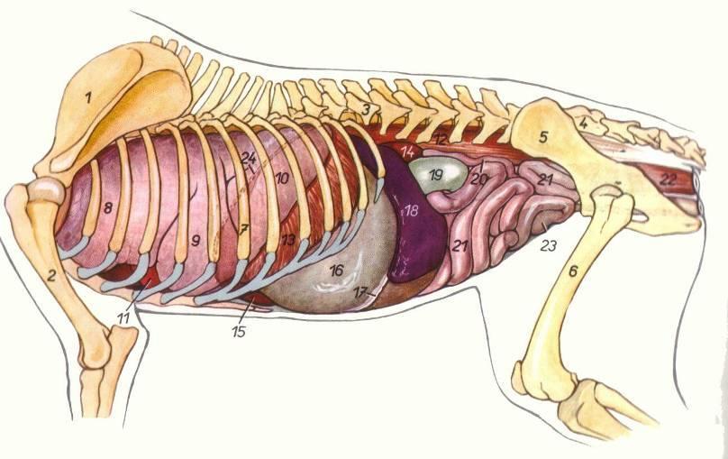 BAÇO Órgão linfóide presente na região cranial esquerda do abdômen próximo ao estômago Funções: Grande