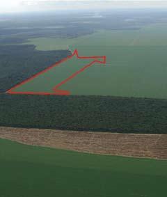 detectar a presença de culturas agrícolas em áreas desflorestadas a partir da classificação de imagens de satélite.