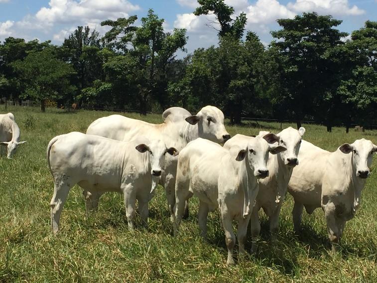 Inseminação precoce Com as bezerras bem nutridas nos pastos de inverno conseguimos o peso médio de 276 kgs o que possibilitou submetê-las à estação de monta com idades entre 10 a 14