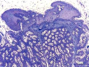 qual se verifica a abertura (a) das glândulas endometriais (círculo), (modificado de Steven & Samuel, 1975).