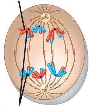 Anáfase I Encurtamento das fibras do fuso Separação dos cromossomos homólogos segregação ou disjunção determina o caráter reducional da meiose Cromátides-irmãs permanecem