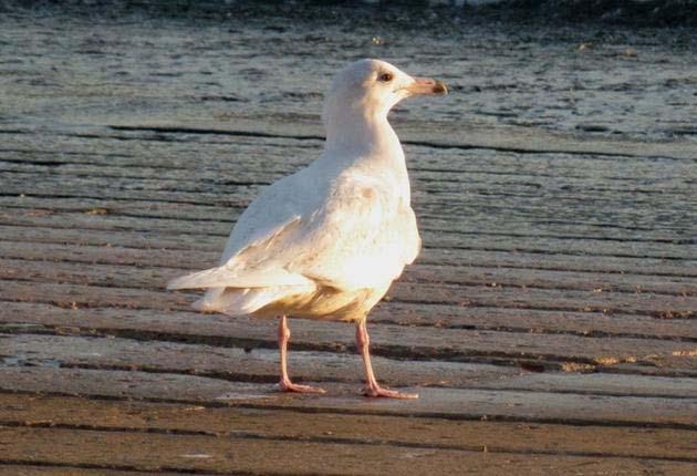 6 de 18 28-03-2014 10:37 Foto 2014, Miguel Mendes. Cuco-canoro (Cuculus canorus) 10-03-2014 Sintra - 1 ind.