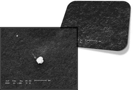 Figura 3: Fotomicrografias obtidas por MEV da superfície das membranas de PA 6 + OMMT 5% com diferentes teores de polímero, 20% e 22%.