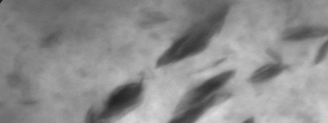 153 EVA + C30B Figura 4.46 Micrografia de MET do filme do nanocompósito de PEAD/EVA 25/C30B (80/15/5), com aumento de 31000x.