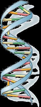 Extração DNA