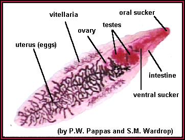 Características da Família Dicrocoeliidae Parasitas dos canais biliares Forma
