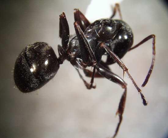 Zebrina (Zebrina detrita) - Helicella (Helicella negleta) - Cionella (Cionella