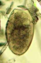 elípticos grandes castanho - dourado não embrionados