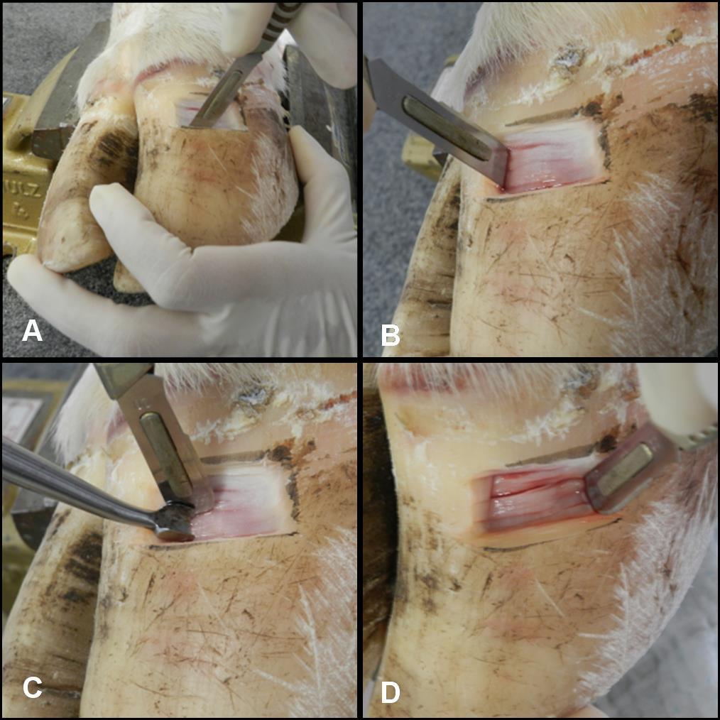 Figura 3 - Demonstração da delimitação das bordas internas do sítio de biópsia em casco de peças anatômicas de bovino obtidas em frigorífico. A área delimitada possuía forma retangular.