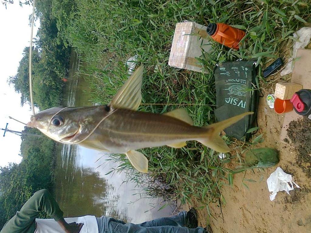 De acordo com o Ministério de Pesca e Aquicultura (MPA) (BRASIL, 2012a), o mandi (Pimelodus blochii) é uma espécie de couro que apresenta dieta onívora alimentando-se de peixes, invertebrados,