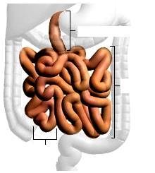 duodeno jejuno íleo Intestino delgado: 7 a 8 m,