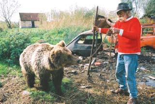 су зло ста вља ли тзв. меч ка ри - Ме две ди се ни ка да не ће вра ти ти у при ро ду и за ви се ис кљу чи во од бри ге љу ди, од но сно дру штва "Ар ка" ре ме сец да на, на Сре те ње (15.