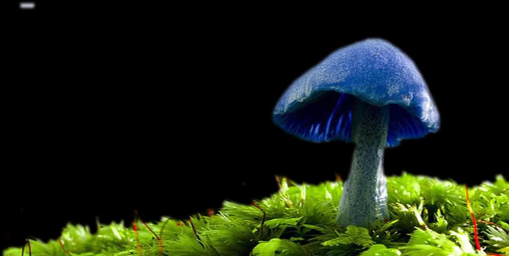 Existem dois nichos ecológicos para os fungos: