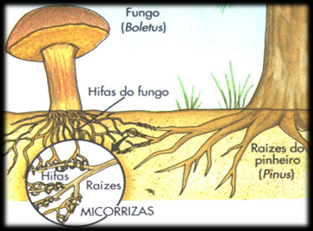 Hifas: são filamentos de células que formam uma rede, chamada de micélio.