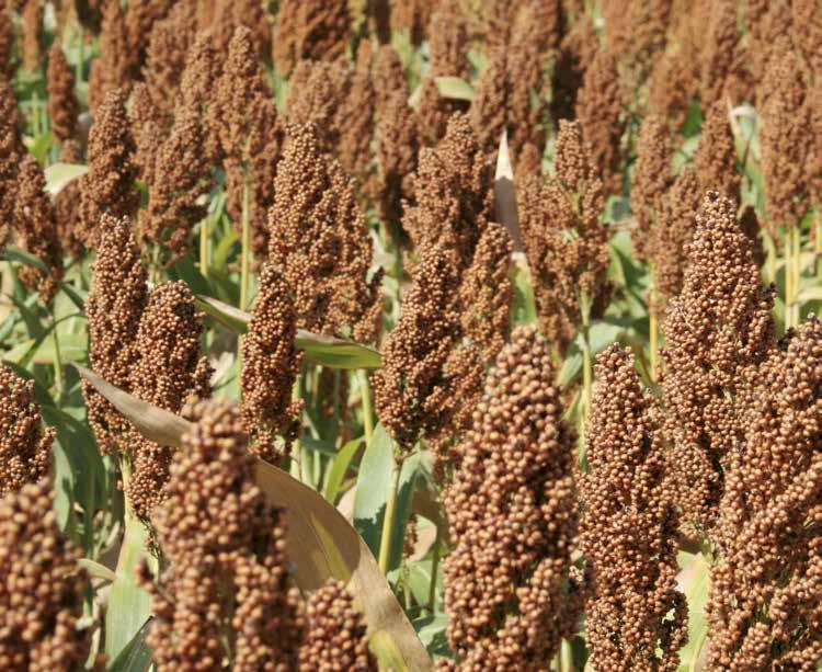 GAMA SORGO 2018 Vigor Silagem Tolerância ao stress hídrico Nº 1 em vendas Novidade Grande tolerância às doenças As informações de tratamentos e variedades contidas neste catálogo têm carácter