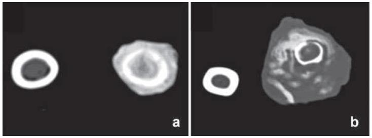 morphological changes in their