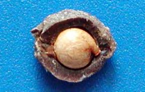 O murucizeiro [Byrsonima crassifolia (L.) H.B.K.]: avanços no conhecimento e ações de pré-melhoramento As sementes são pequenas em relação ao pirênio, representando entre 10% e 19% do peso deste.