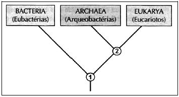 Questão 16 - (UEM PR) A célula de um protozoário é bastante especializada, podendo até ser comparada à complexidade de um animal.