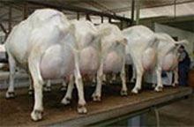 3.Caprinos Rebanho caprino Brasileiro: 7.109.052 cabeças em 2006. (Censo 2006, IBGE) Produção de leite caprino: 18.008 estabelecimentos que produzem leite de cabra, cerca de 21.275.