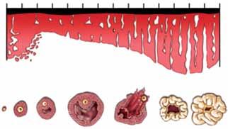 UNI F1501 03001008 QUESTÃ 06 Analise a figura. ciclo menstrual I. amadurecimento do folículo e formação do corpo lúteo II.