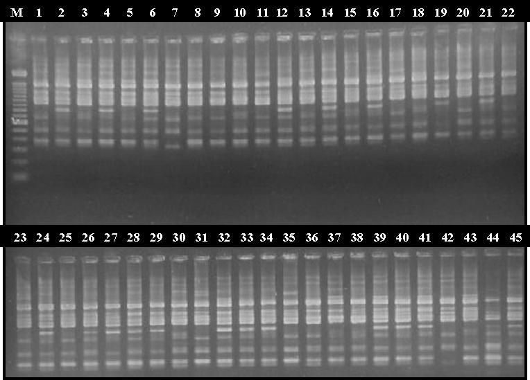 91 Apêndice A Figura 1. Análise dos fragmentos de RAPD produzidos a partir da amplificação com o primer OPW03, separados em gel de agarose 1,5%.