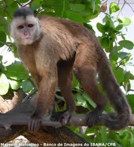 br/ Figura 4 - Animal-macaco Fonte: