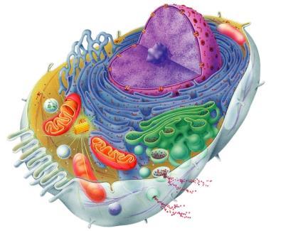 HOMEOSTASE Células do organismo extracelular Ambiente Entrada Temperatura