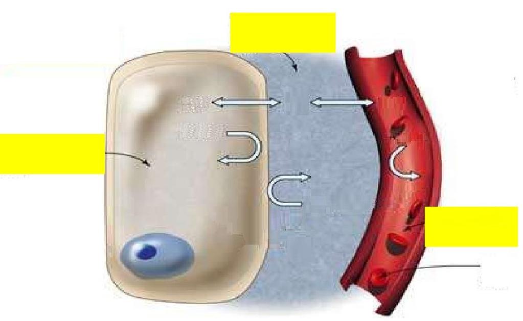 substancias requerem mecanismos de transporte específicos Intersticial Permeável a: -Micromoléculas Intracelular