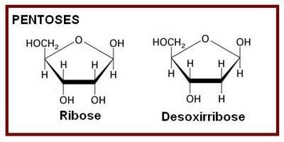 Derivados de monossacarídeos Desoxiaçúcares composição de nucleotídeos estruturais: Ex: DNA e RNA presente