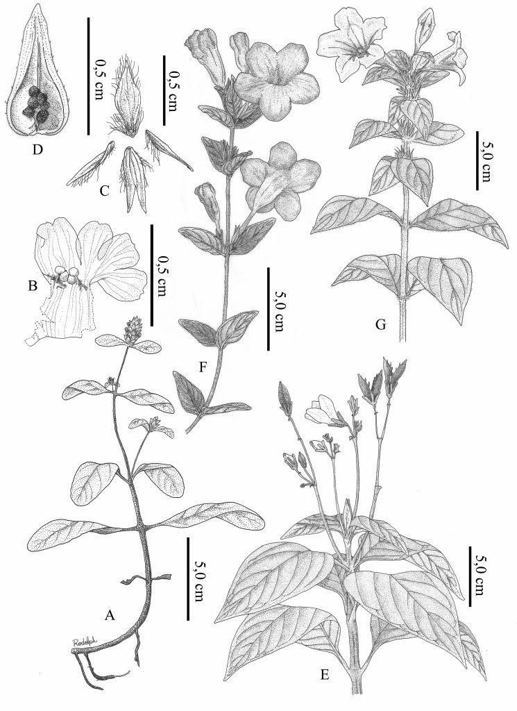 Figura 1. A B: Aphelandra longiflora, A- corola; B: 1- bráctea, 2- bractéolas, 3- cálice dissecado; C- Hygrophyla costata, corola, D- Justicia irwinii, hábito; E G: J.