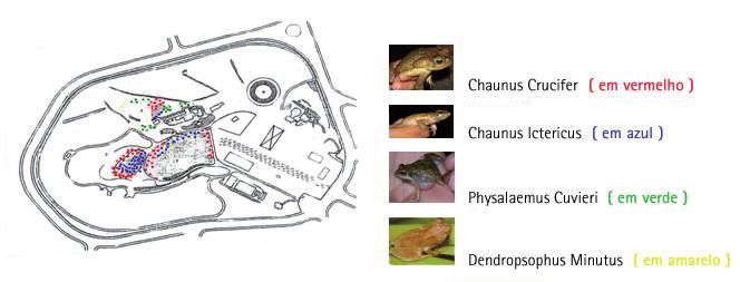 Renata dos Santos Silva Figura 4 - Distribuição das espécies de anfíbios anuros capturadas no Parque Chico Mendes, Osasco, SP, no período de agosto de 2006 a julho de 2007.