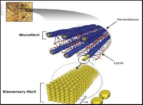 cell wall