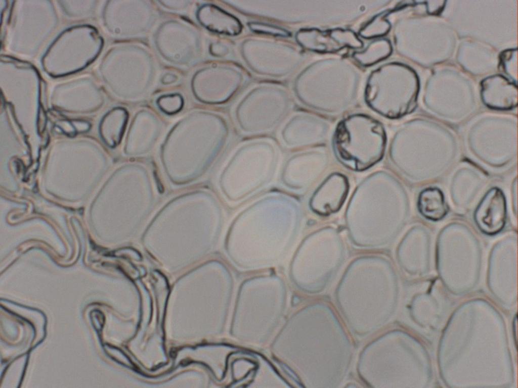 Fibers from rind observed in the J&M microscope 1 µm-thick cut fixed in