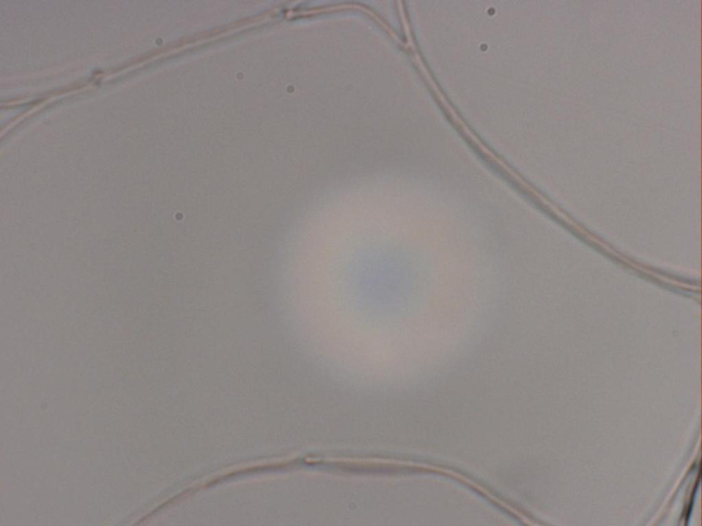 Parenchyma from rind