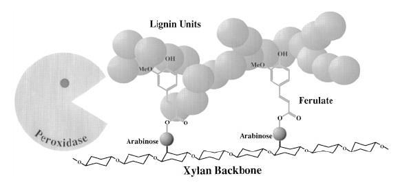 Total ferulic and coumaric acids in sugar